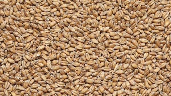 Солод пшеничный, производитель Курский солод